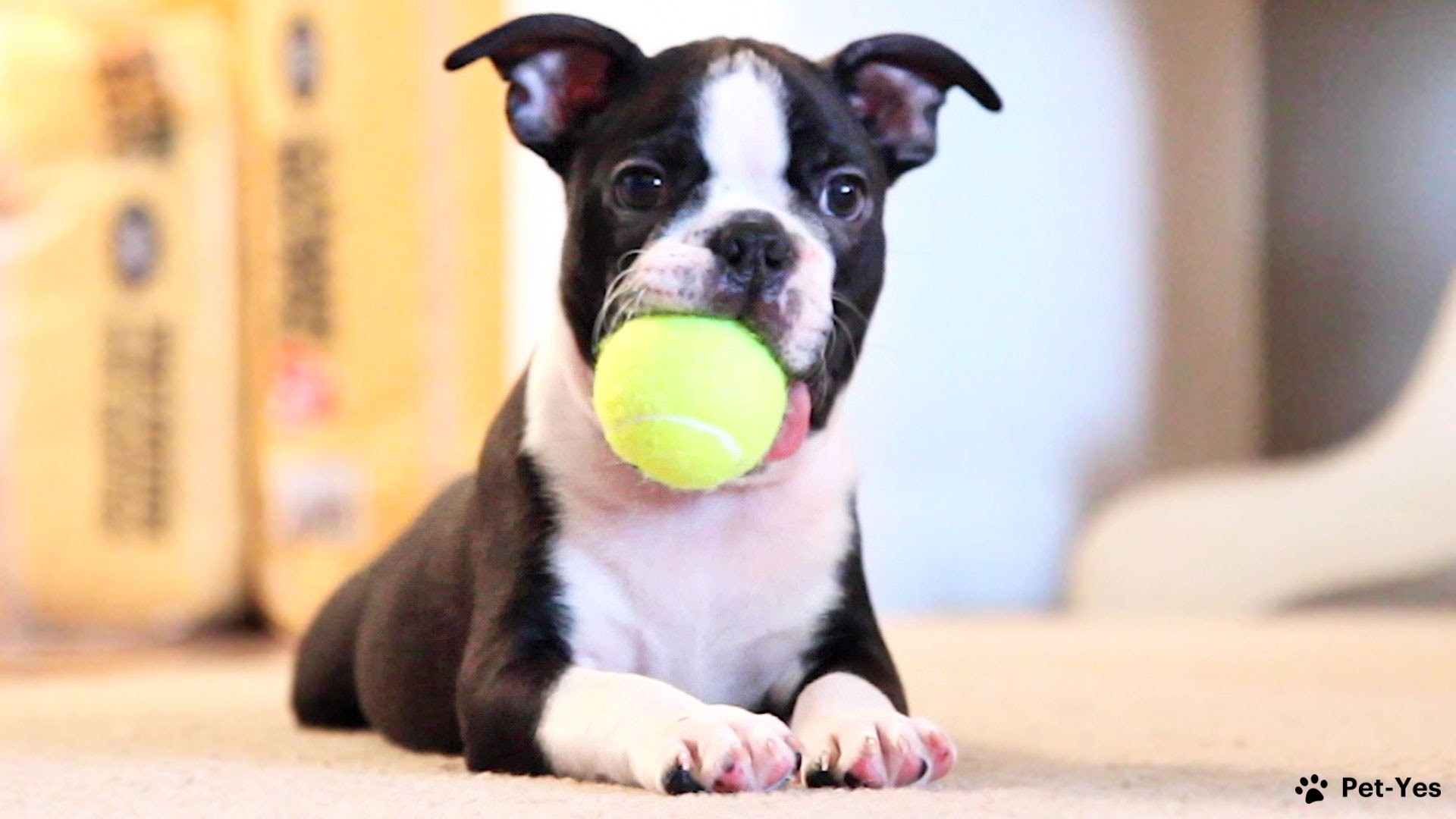Фотография щенка бостон-терьера с мячом