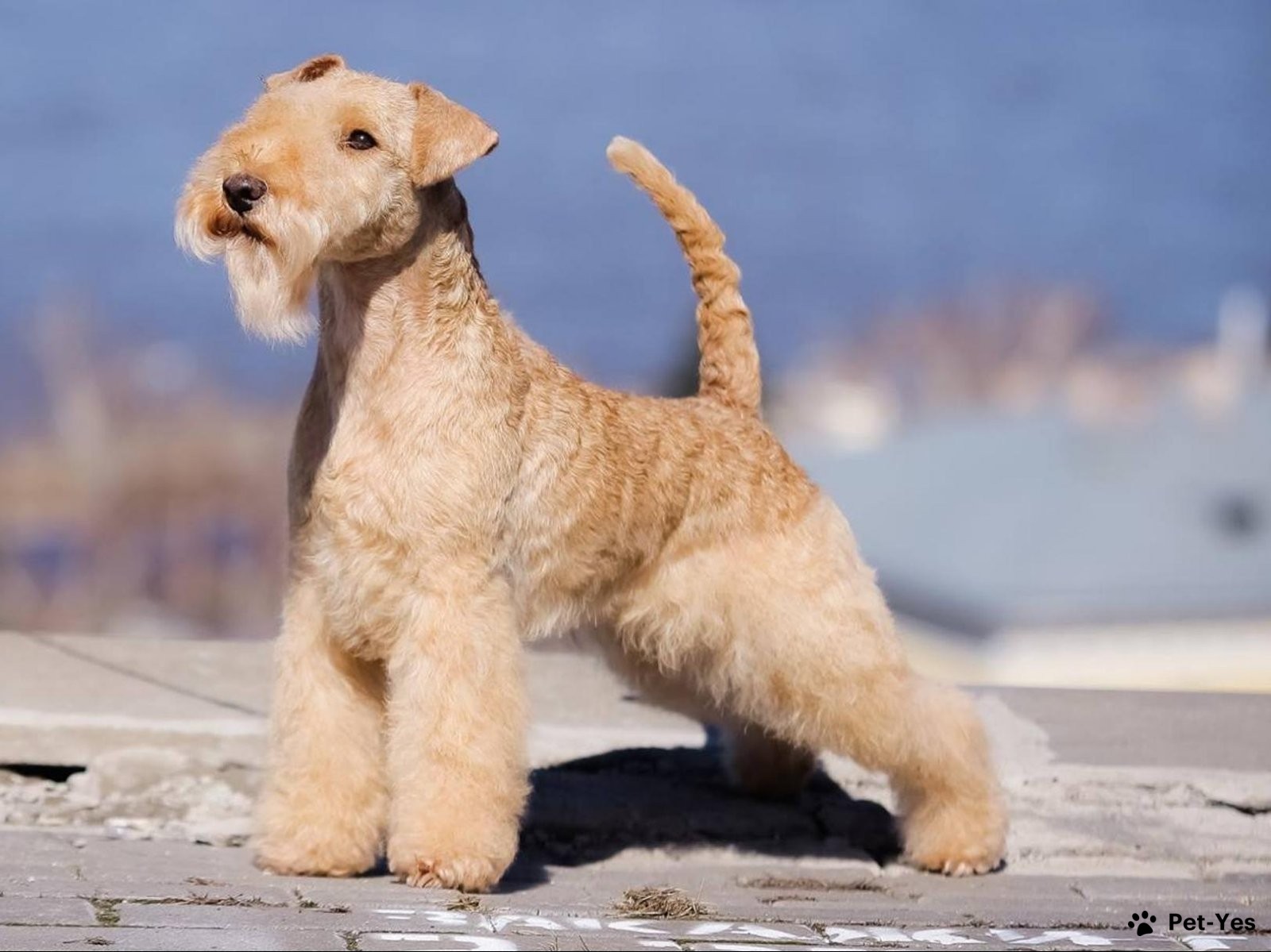 Лейкленд-терьер - описание породы, размеры и фото собаки | Цена щенков  лейкленд-терьера | Pet-Yes