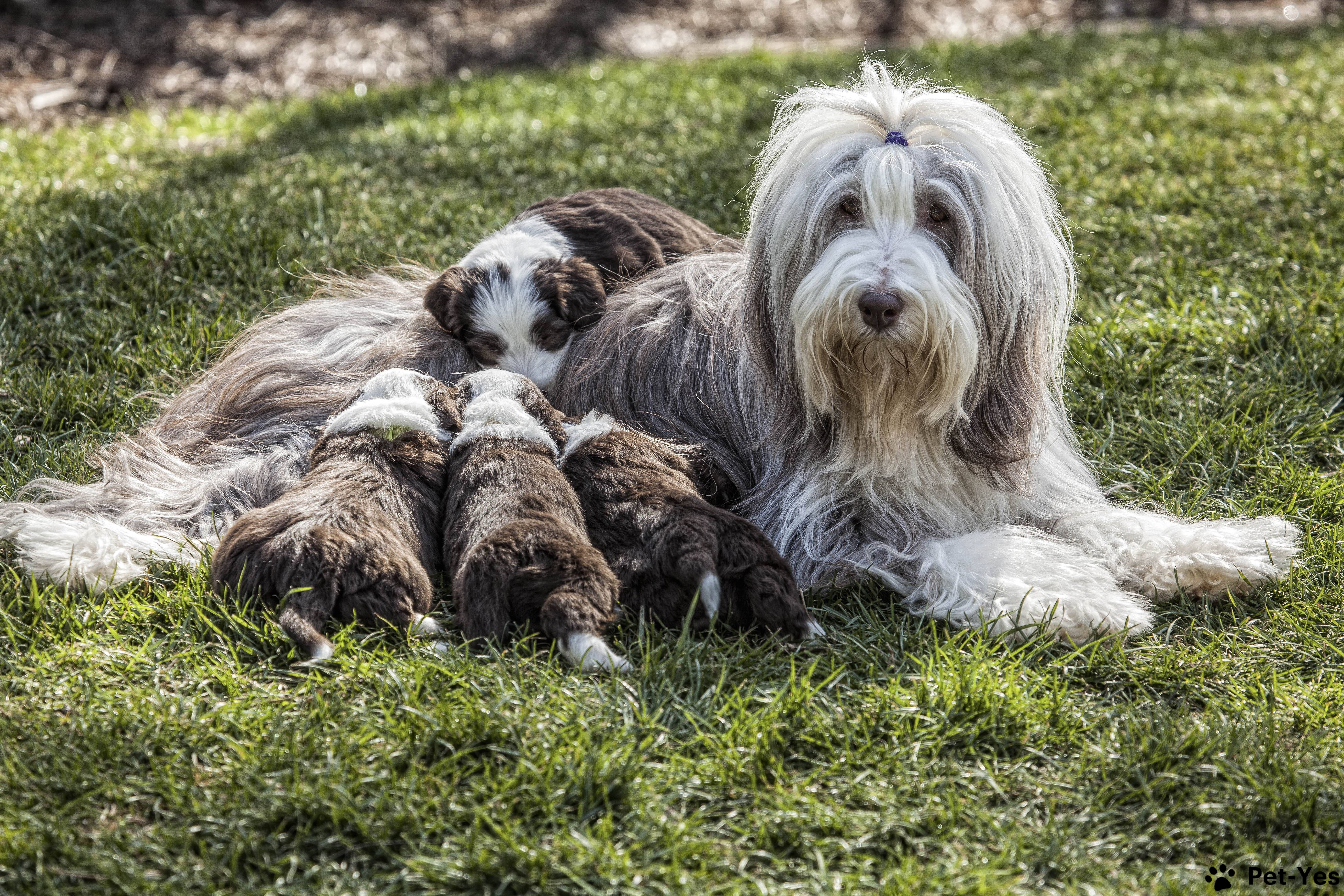 Фотография бородатого колли со щенками