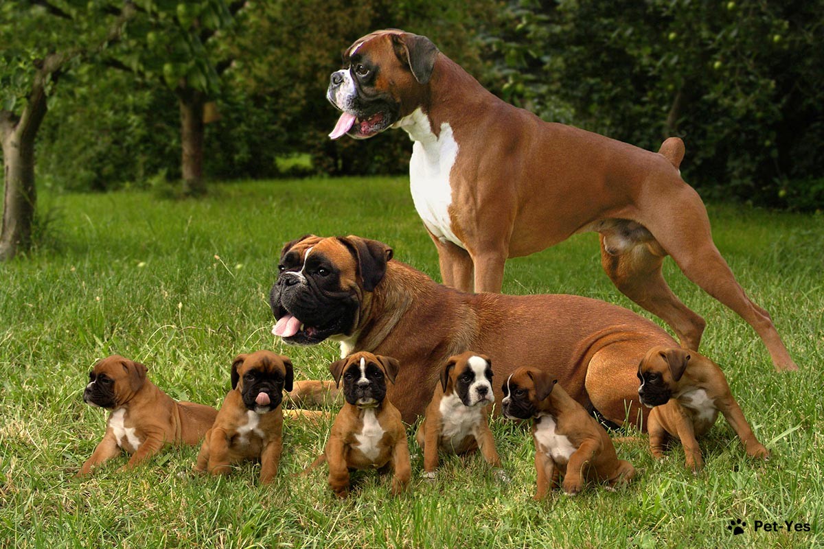 Немецкий боксер - описание породы, размеры и фото собаки| Цена щенков  немецкого боксера | Pet-Yes