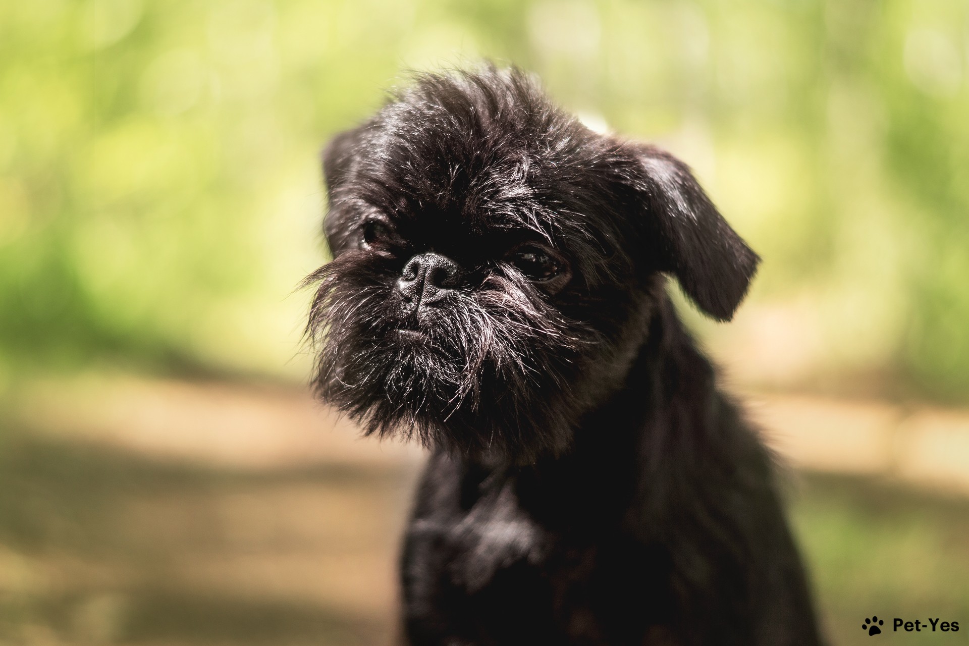 Бельгийский гриффон - описание породы, размеры и фото собаки