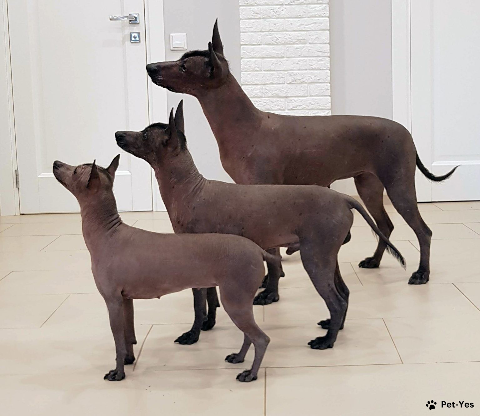 Мексиканская голая собака - все о собаке, 5 минусов и 8 плюсов породы