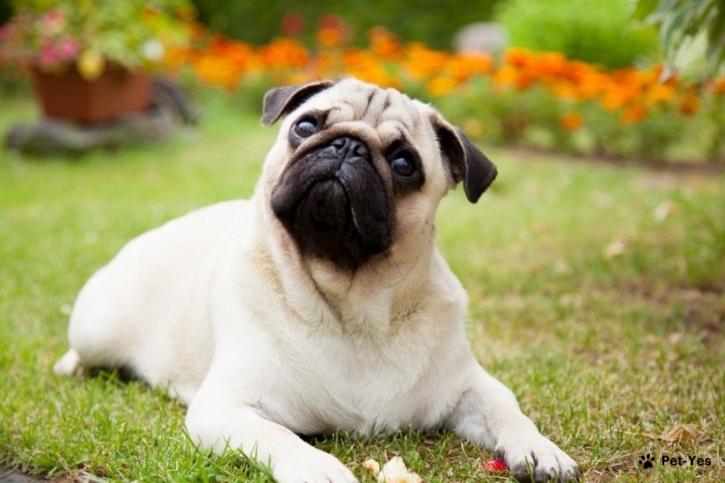 Pug breed of dogs, photo. TopDog - International dog shows