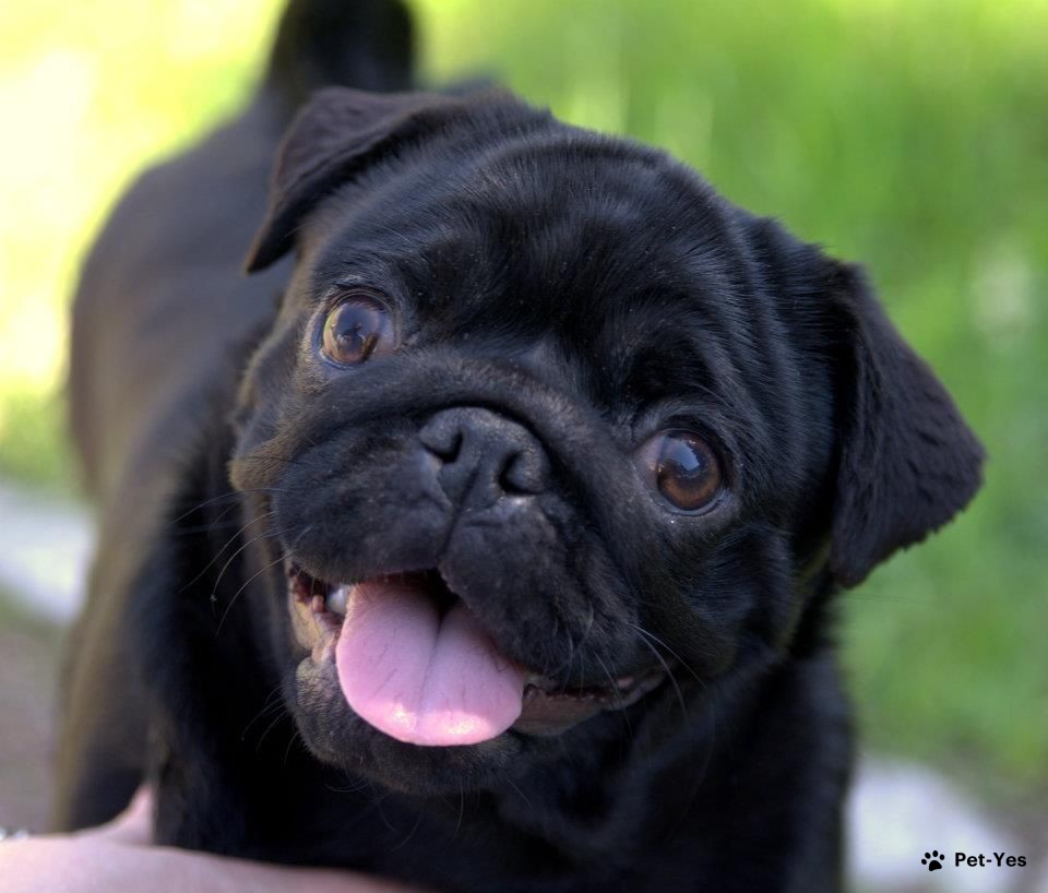 Фотография щенка мопса черного окраса