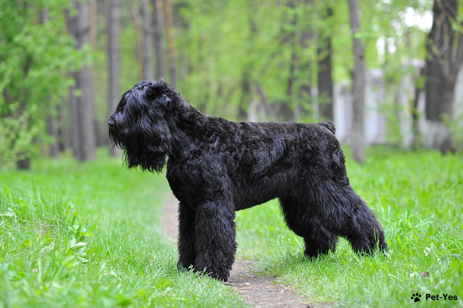Русский черный терьер - описание породы, размеры и фото собаки | Цена русского  черного терьера | Pet-Yes