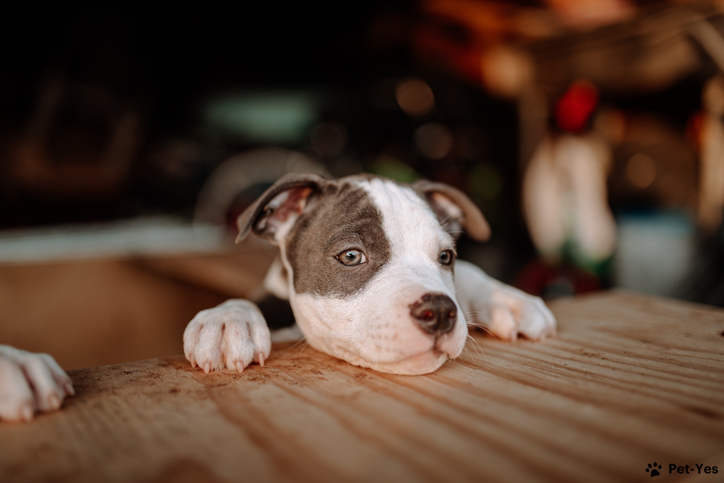 Фотография щенка американского питбультерьера