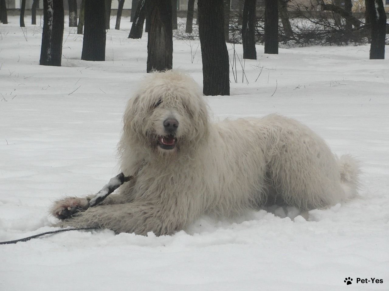 Южнорусская овчарка в снегу