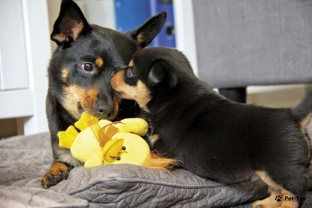 Фотография щенка ланкаширского хилера с мамой