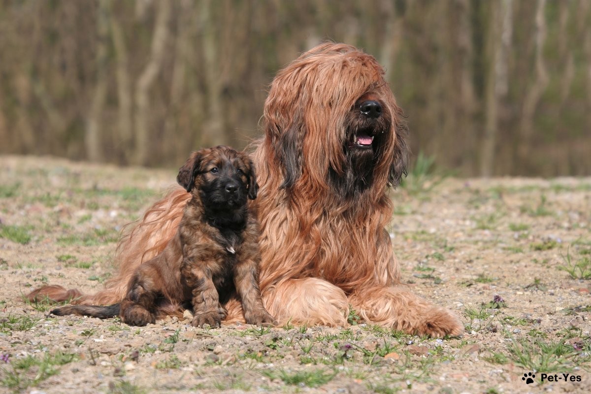 Фотография взрослого бриара со щенком