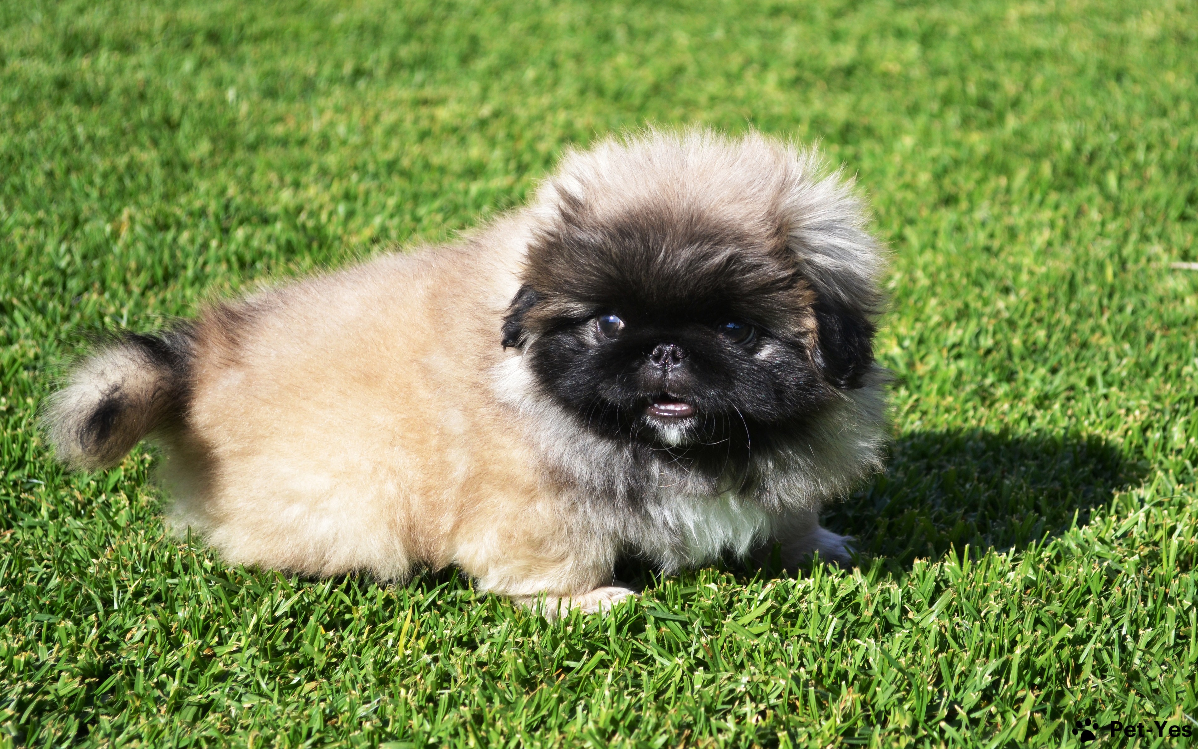 Фотография щенка пекинеса на траве