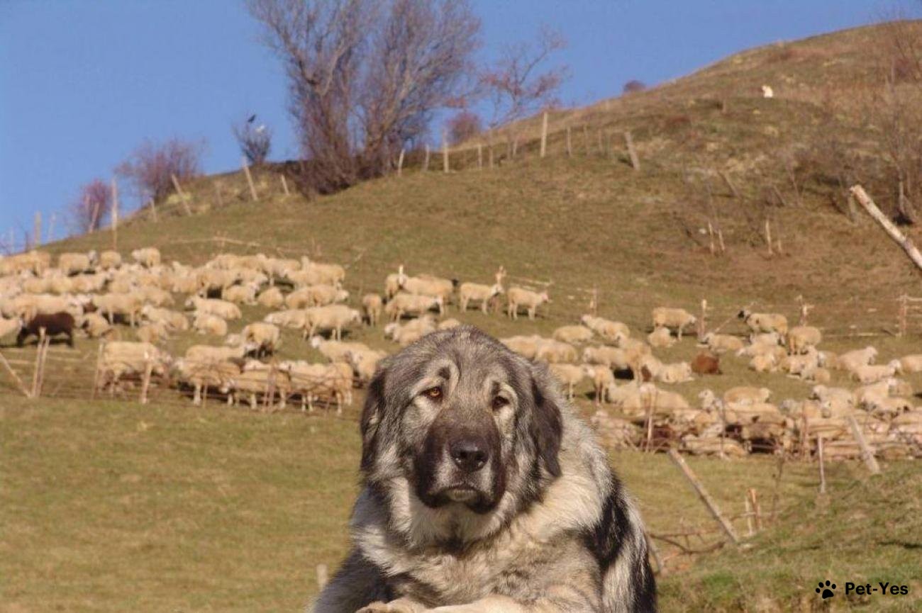 Шарпланинская овчарка охраняет овец