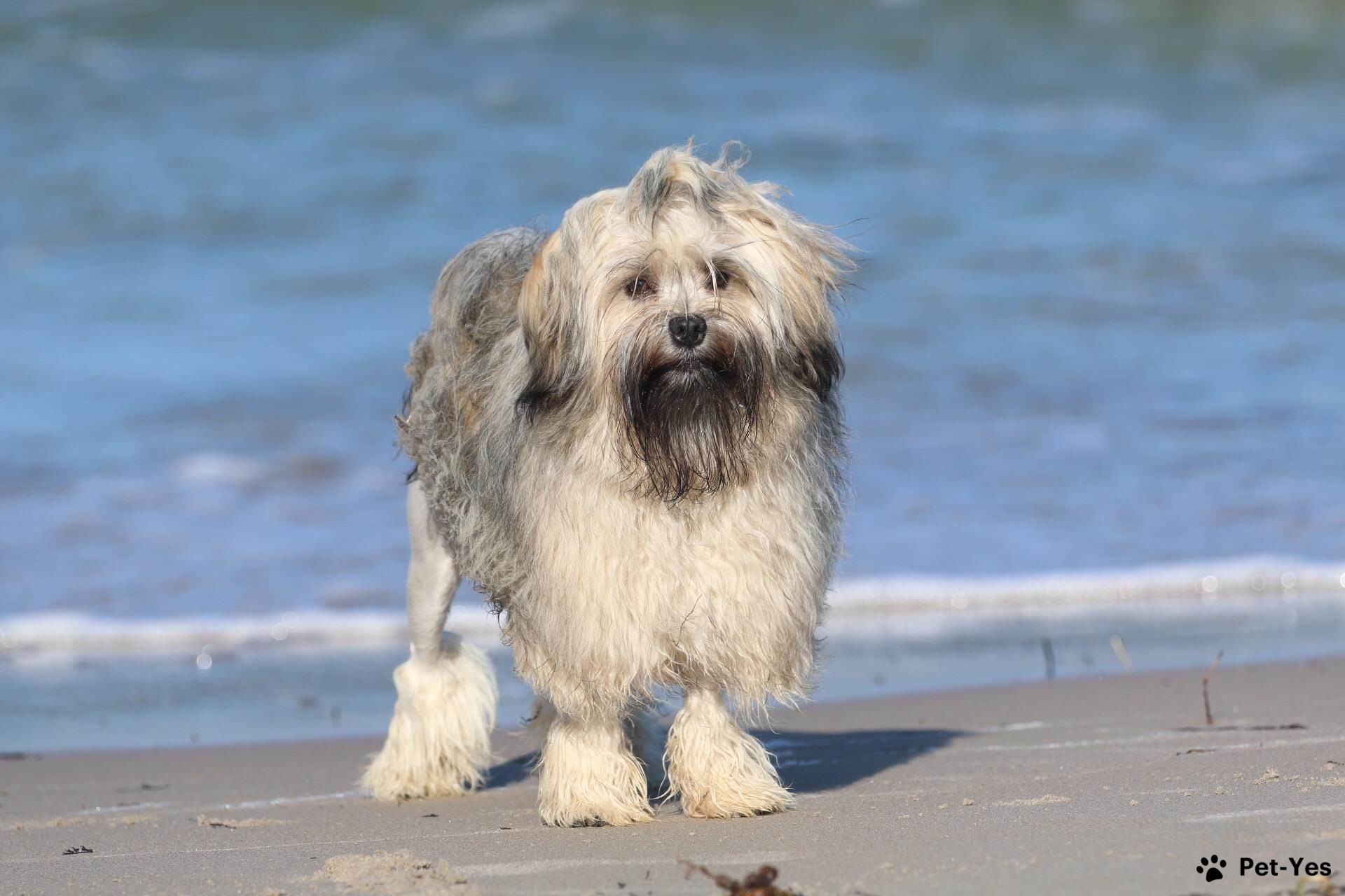 Малая львиная собака на берегу