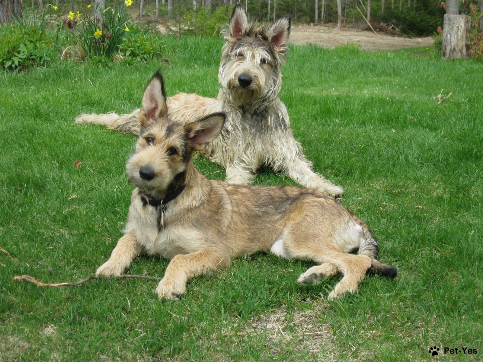 Фотография взрослого пикардийца и щенка