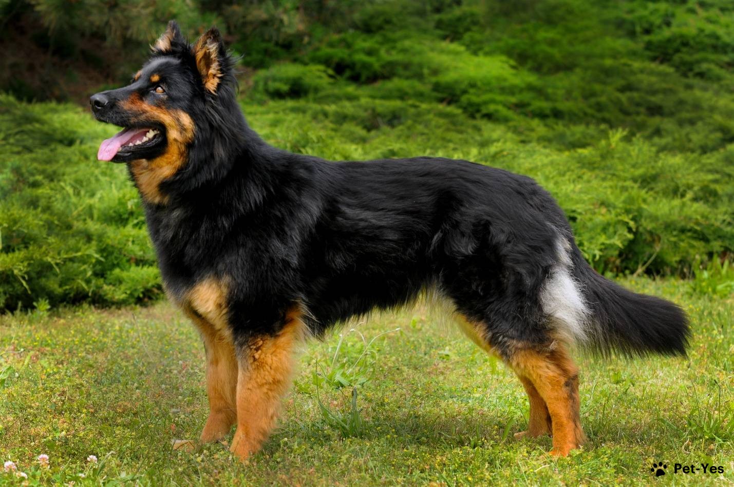 Чешская пастушья собака