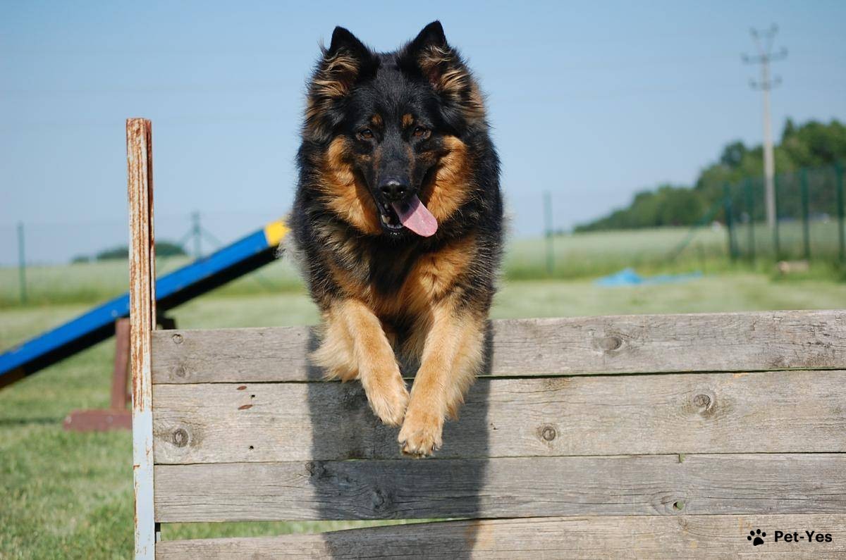 Чешская пастушья собака прыгает через барьер