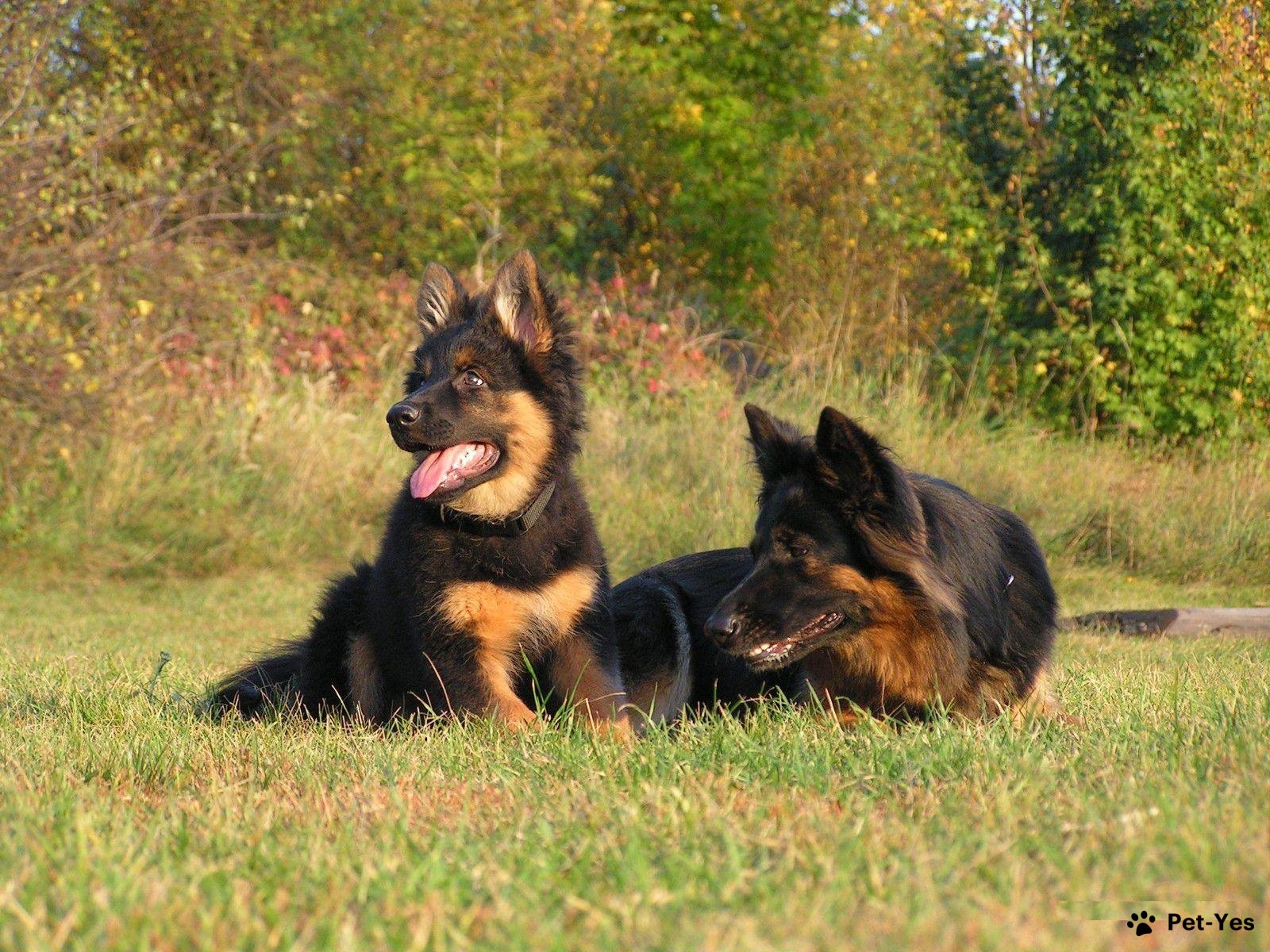 Фотография чешской пастушьей собаки и щенка