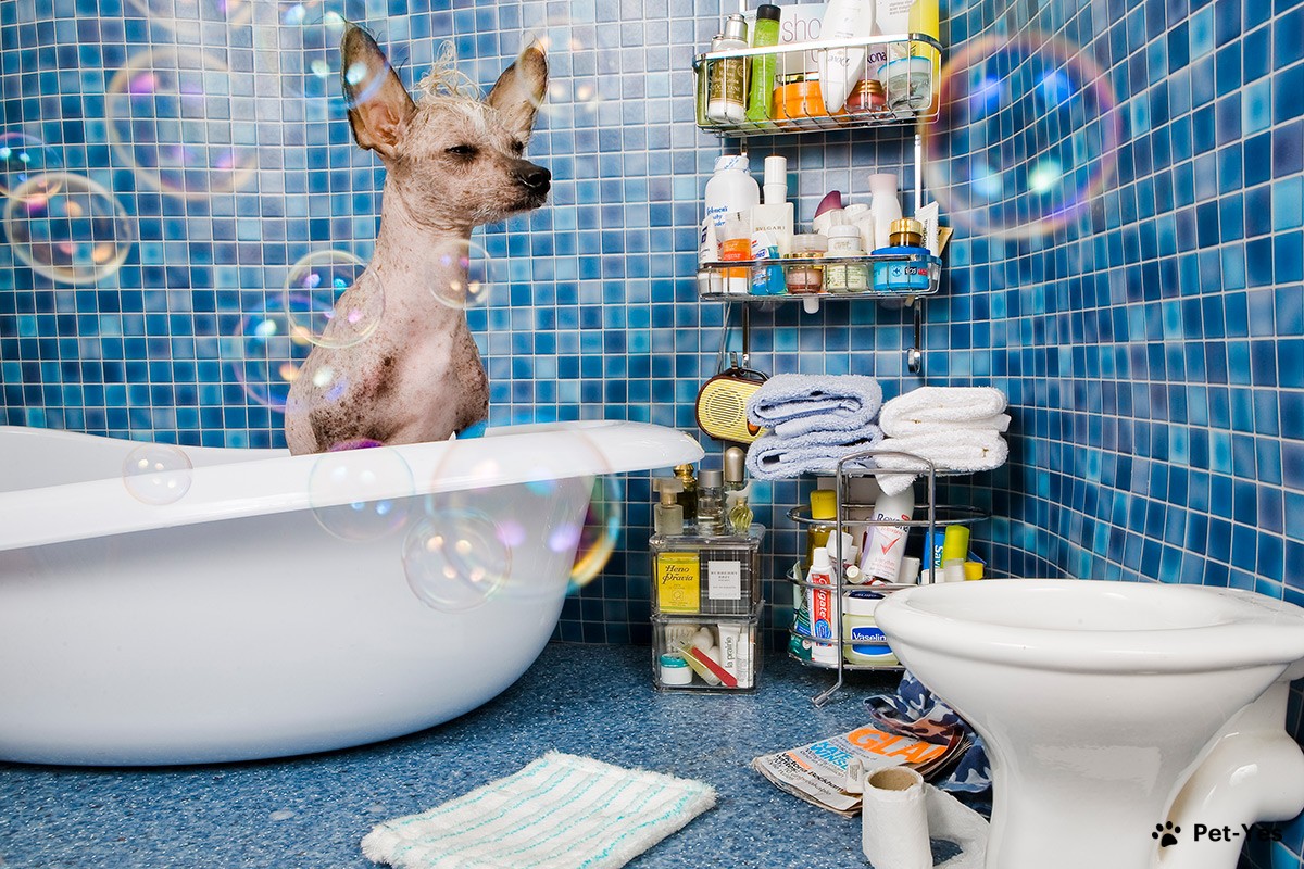 Китайская хохлатая собака принимает ванну