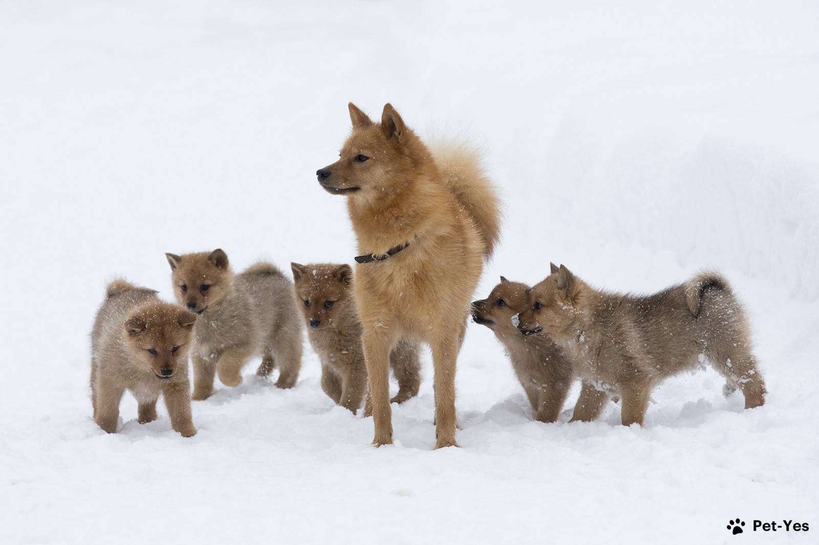 Фотография карело-финской лайки со щенками