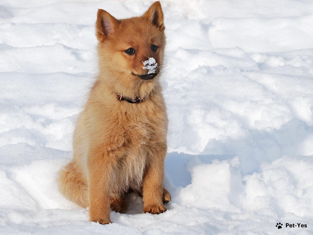Фотография щенка карело-финской лайки