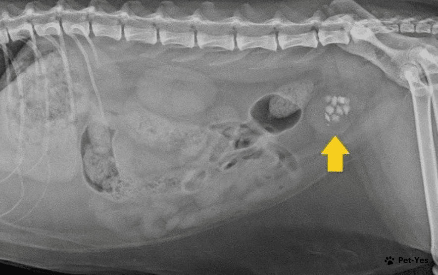 Рентгеновский снимок собаки с МКБ