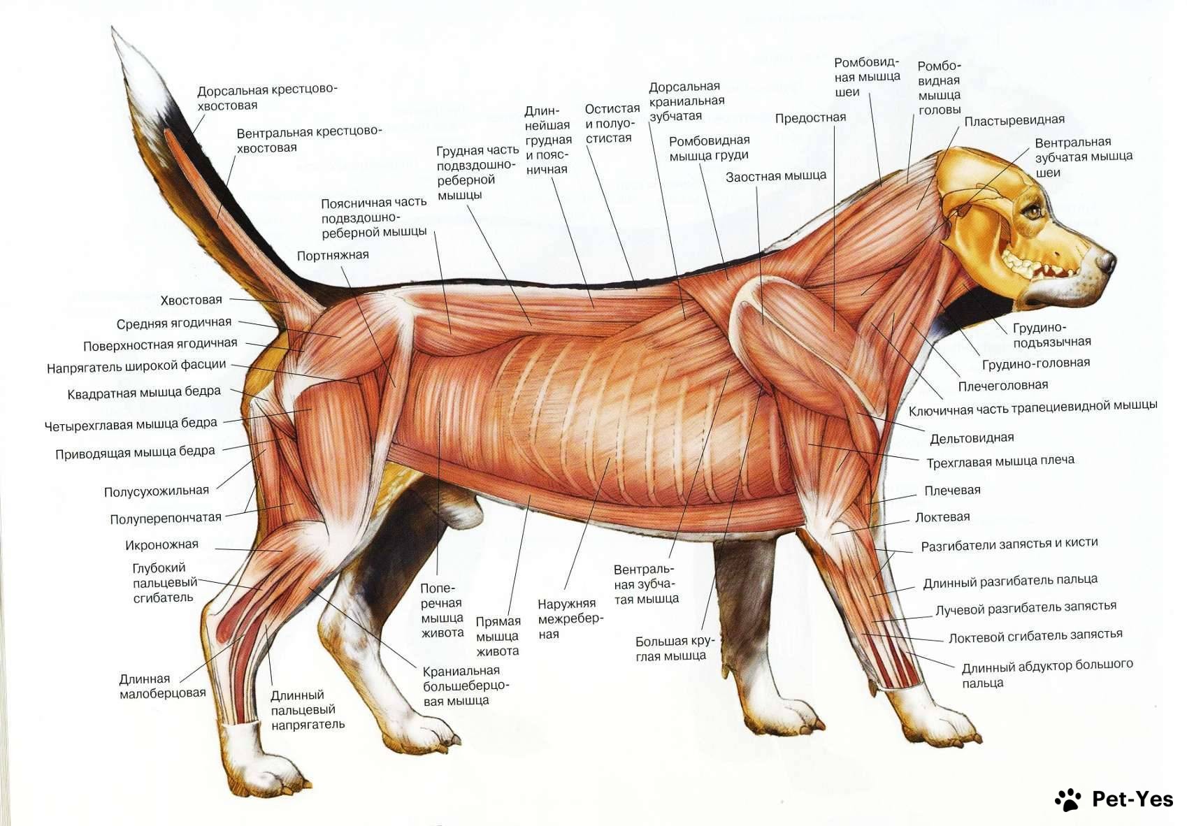 Схема строения мышц собаки