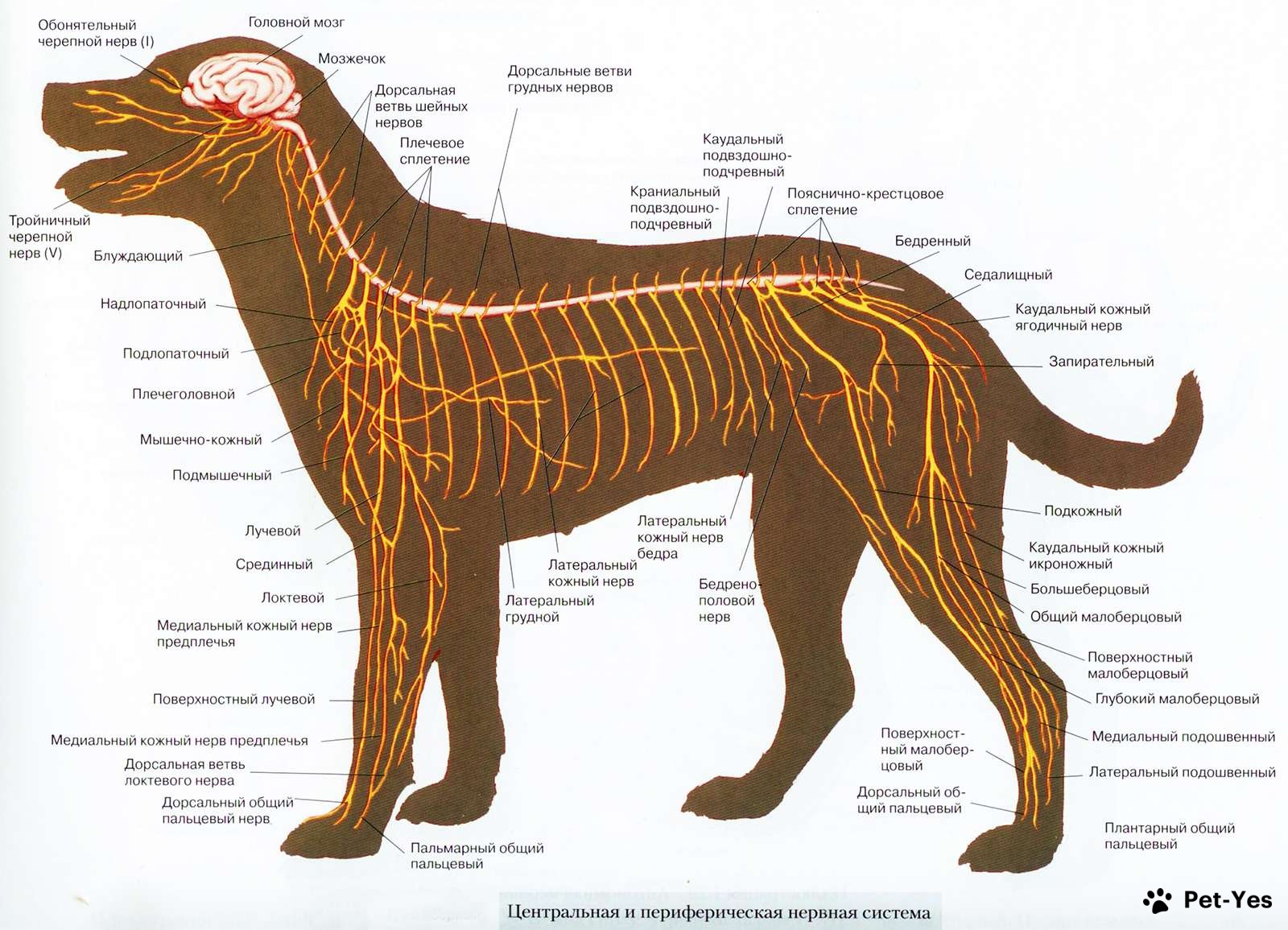 Строение нервной системы собаки