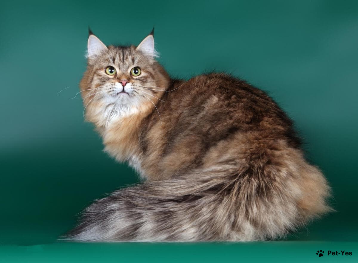 Фотография сибирской кошки на зеленом фоне