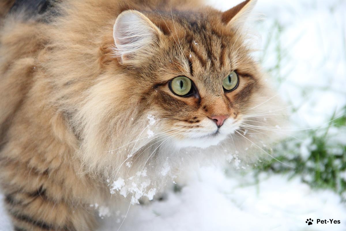 Сибирская кошка в снегу