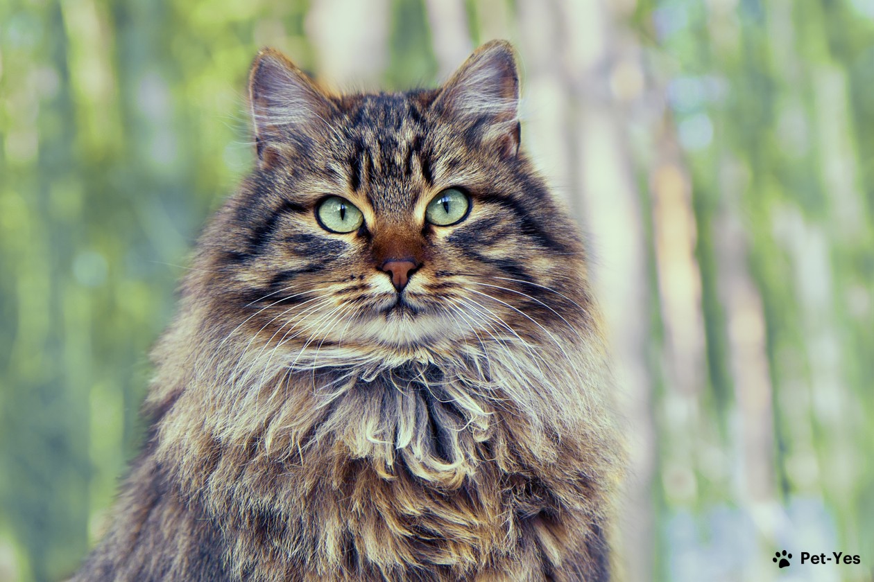 Фотография морды сибирской кошки