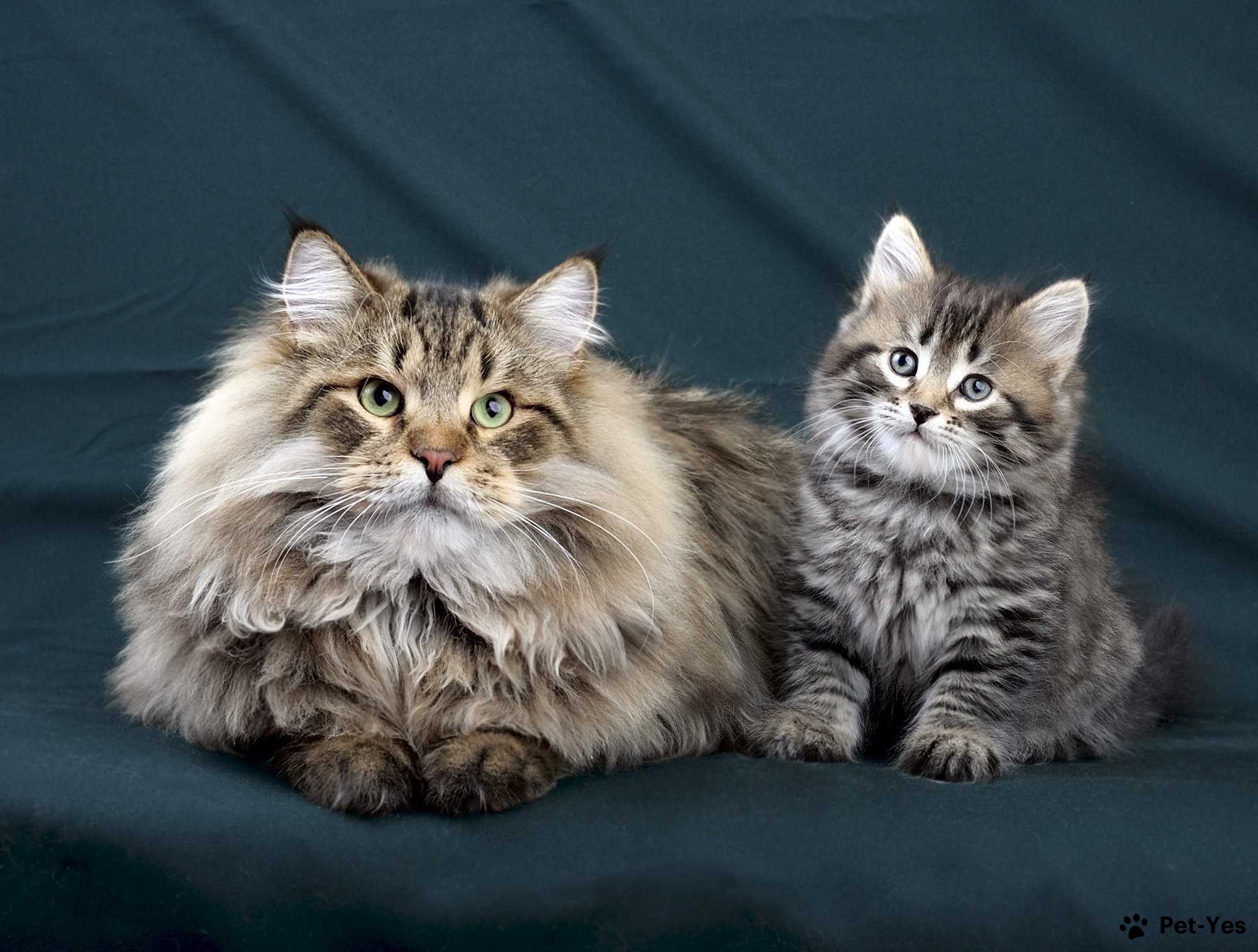 Взрослая сибирская кошка и котенок