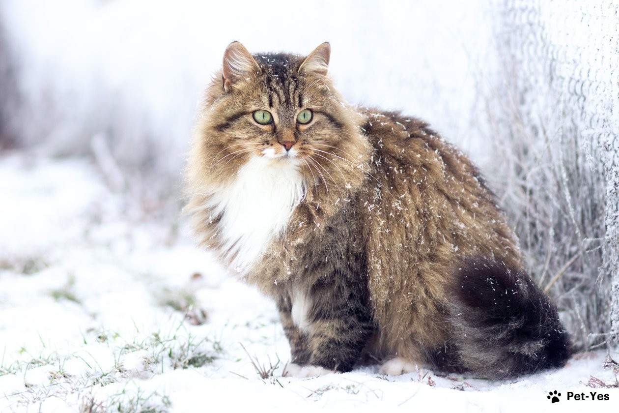 Сибирская кошка гуляет зимой