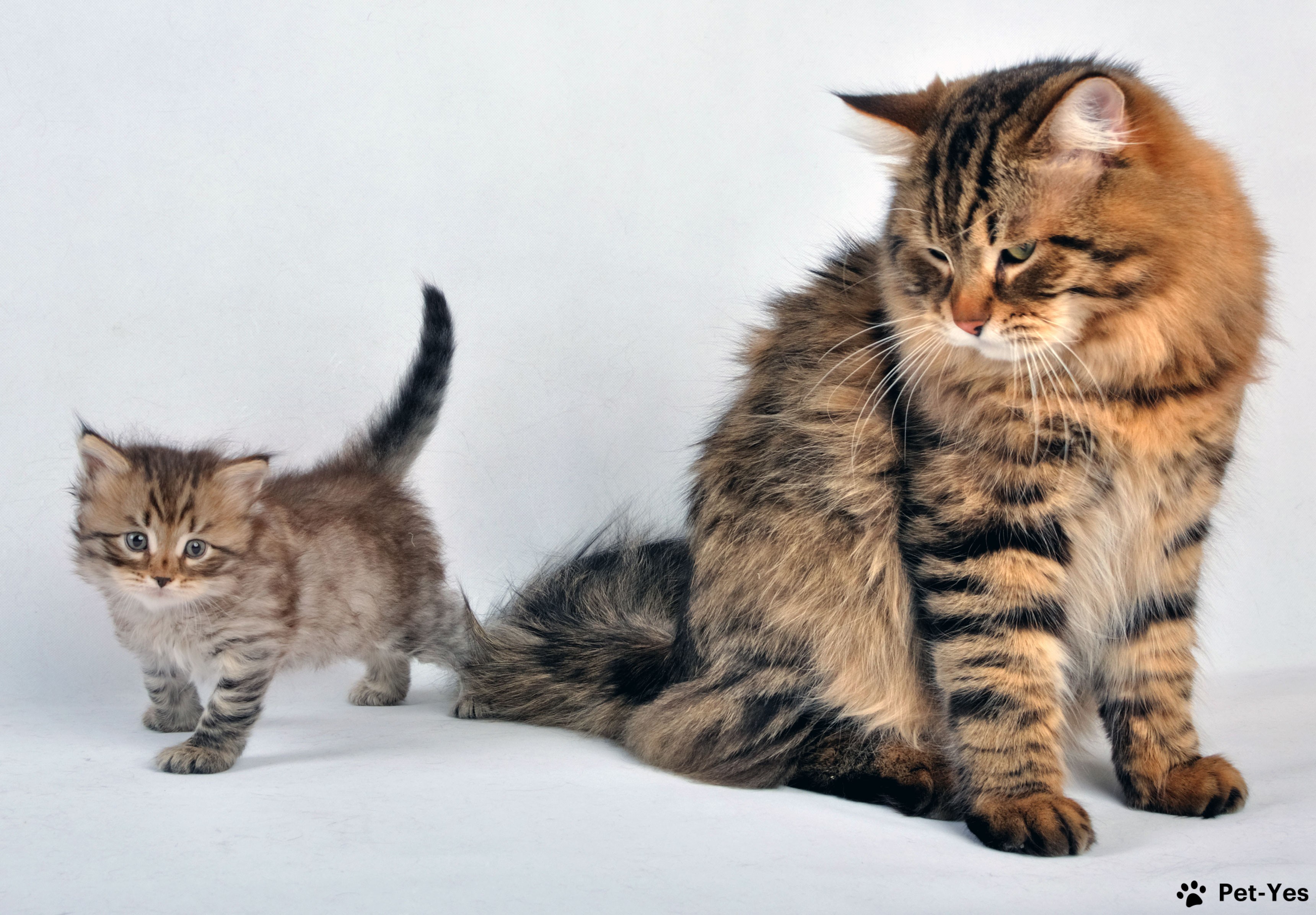 Котенок и взрослая сибирская кошка