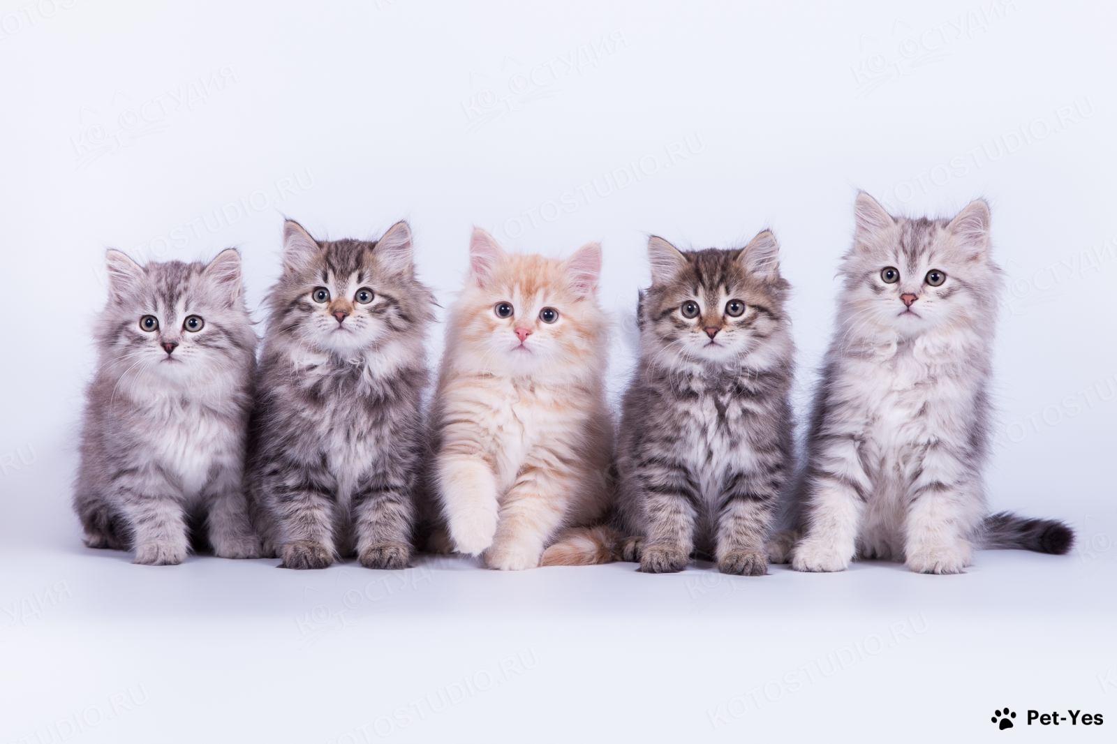 Фотография сибирских котят