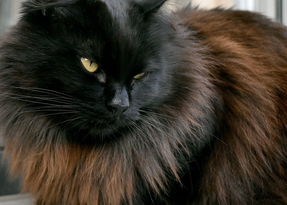 Сибирская кошка черного окраса