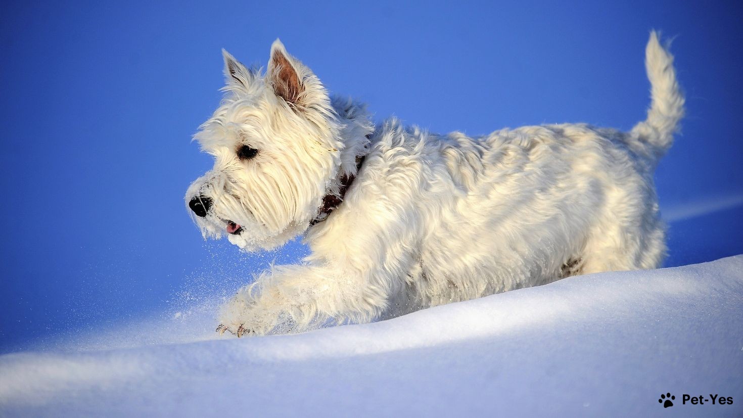 Вест-хайленд-уайт-терьер бежит в снегу