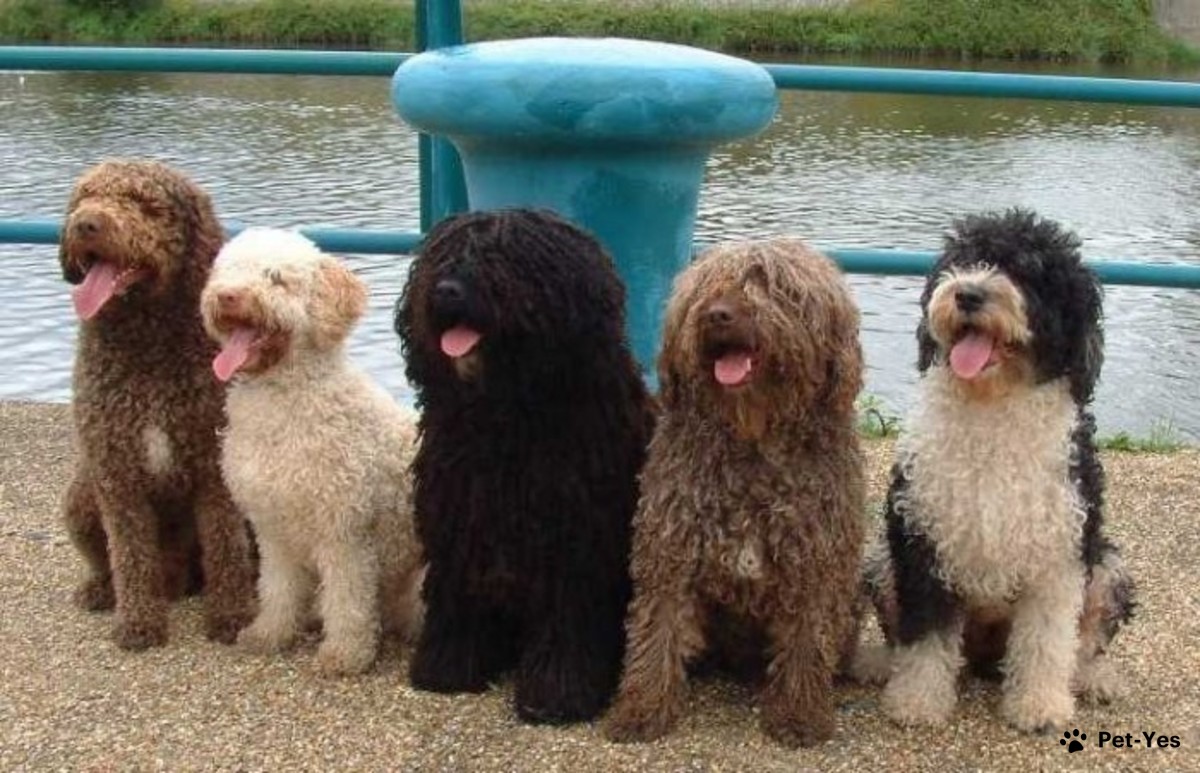 Испанские водяные собаки разного окраса