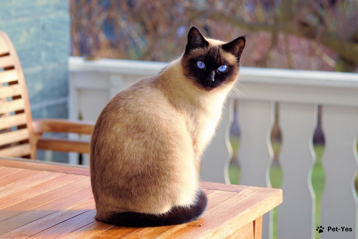 Сиамская кошка сидит на столе