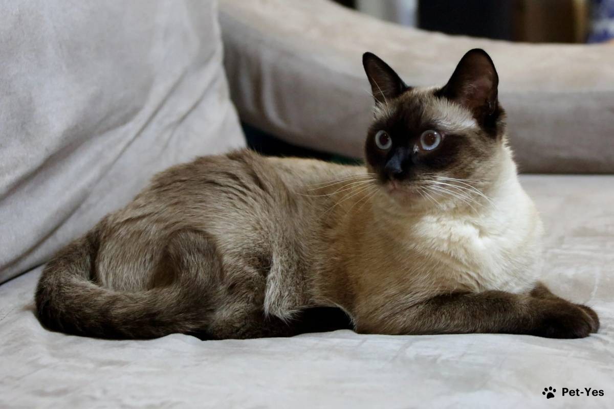 Сиамская кошка на диване