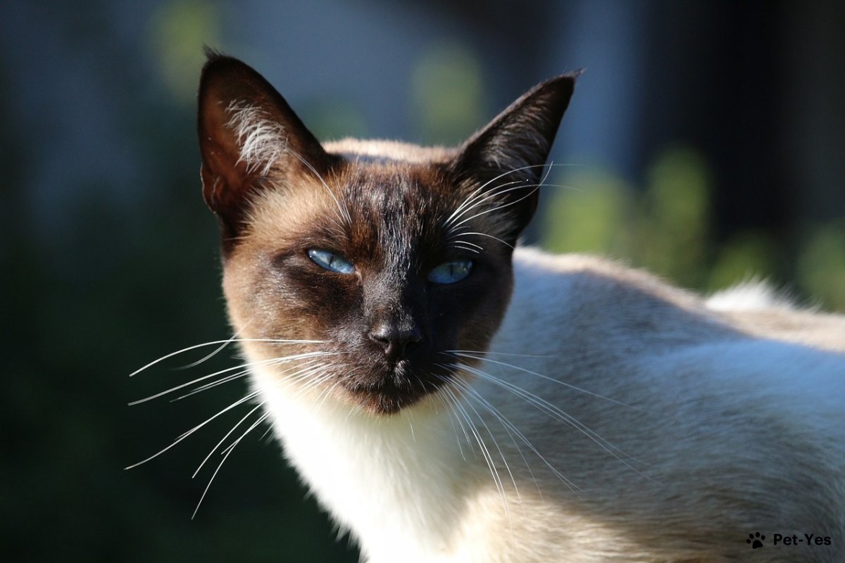 Фотография морды сиамской кошки