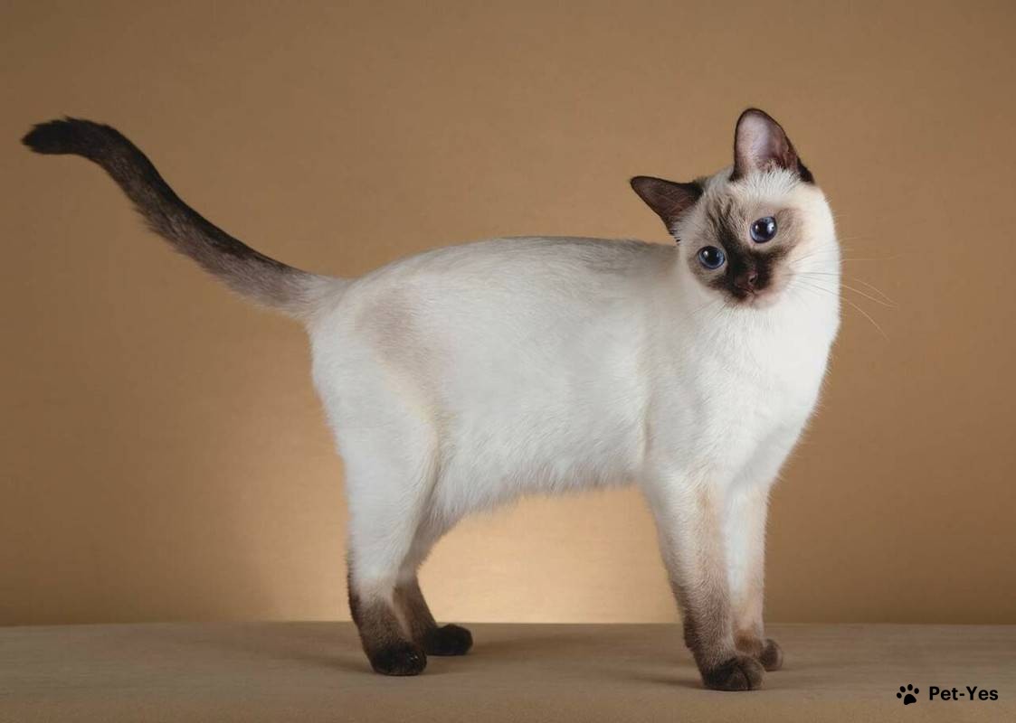 Фотография сиамской кошки