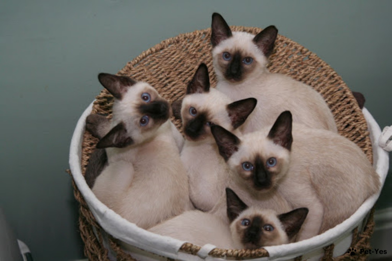 Фотография сиамских котят