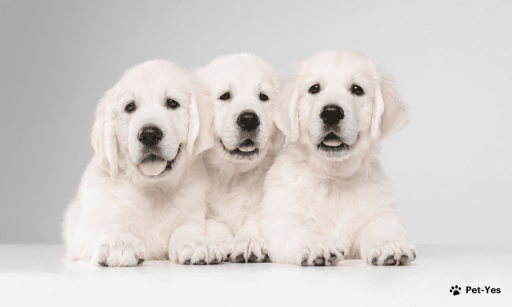 Породы собак с белым окрасом