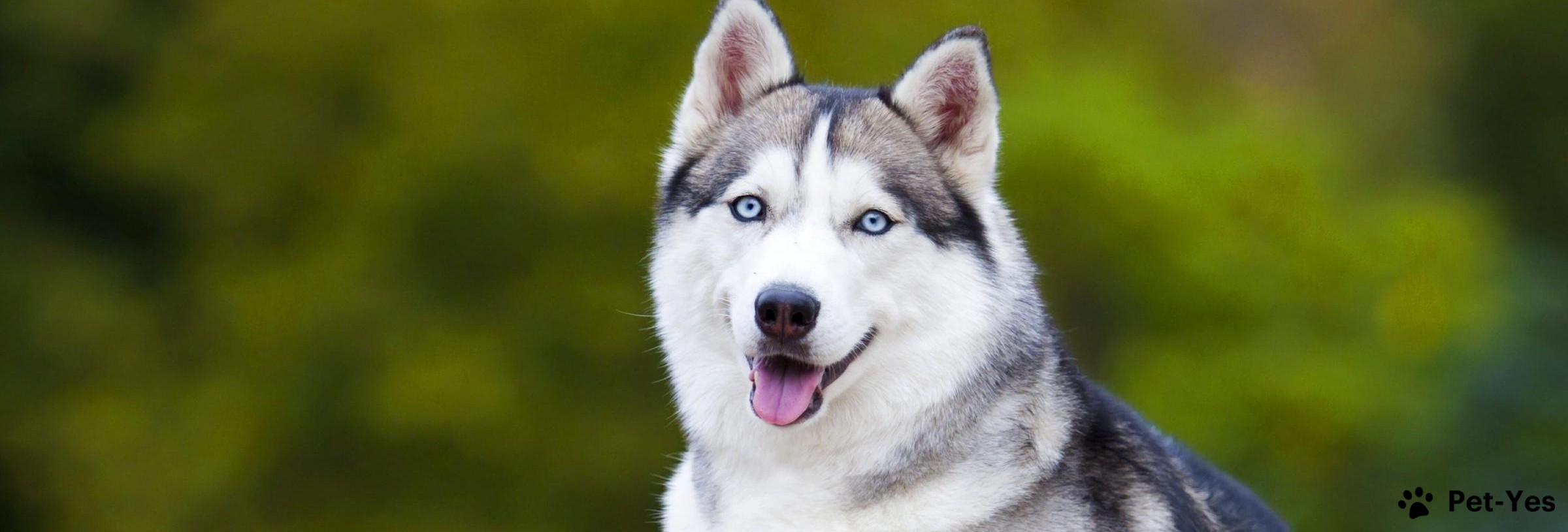 Собака Сибирский хаски (10 фото): плюсы и минусы, описание, информация, оценка породы