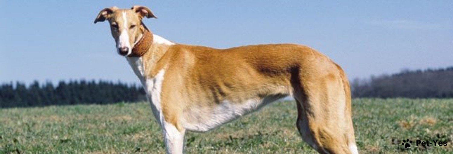 Польский харт