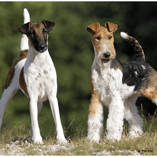Купить Фокстерьер на Бирже домашних животных | Pet Yes