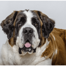 Выбрать Сенбернар на Бирже домашних животных | Pet Yes
