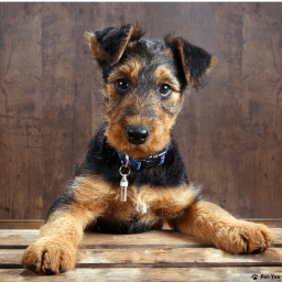 Выбрать Эрдельтерьер на Бирже домашних животных | Pet Yes