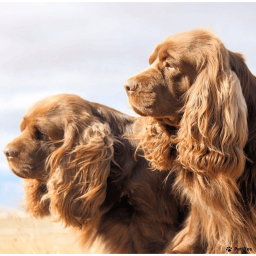 Выбрать Суссекс-спаниель на Бирже домашних животных | Pet Yes