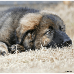 Выбрать Шарпланинская овчарка на Бирже домашних животных | Pet Yes