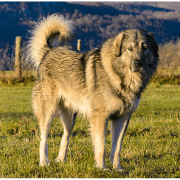 Шарпланинская овчарка на Бирже домашних животных | Pet Yes